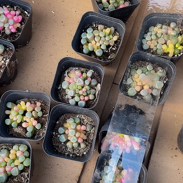 锦锦锦五十铃玉锦