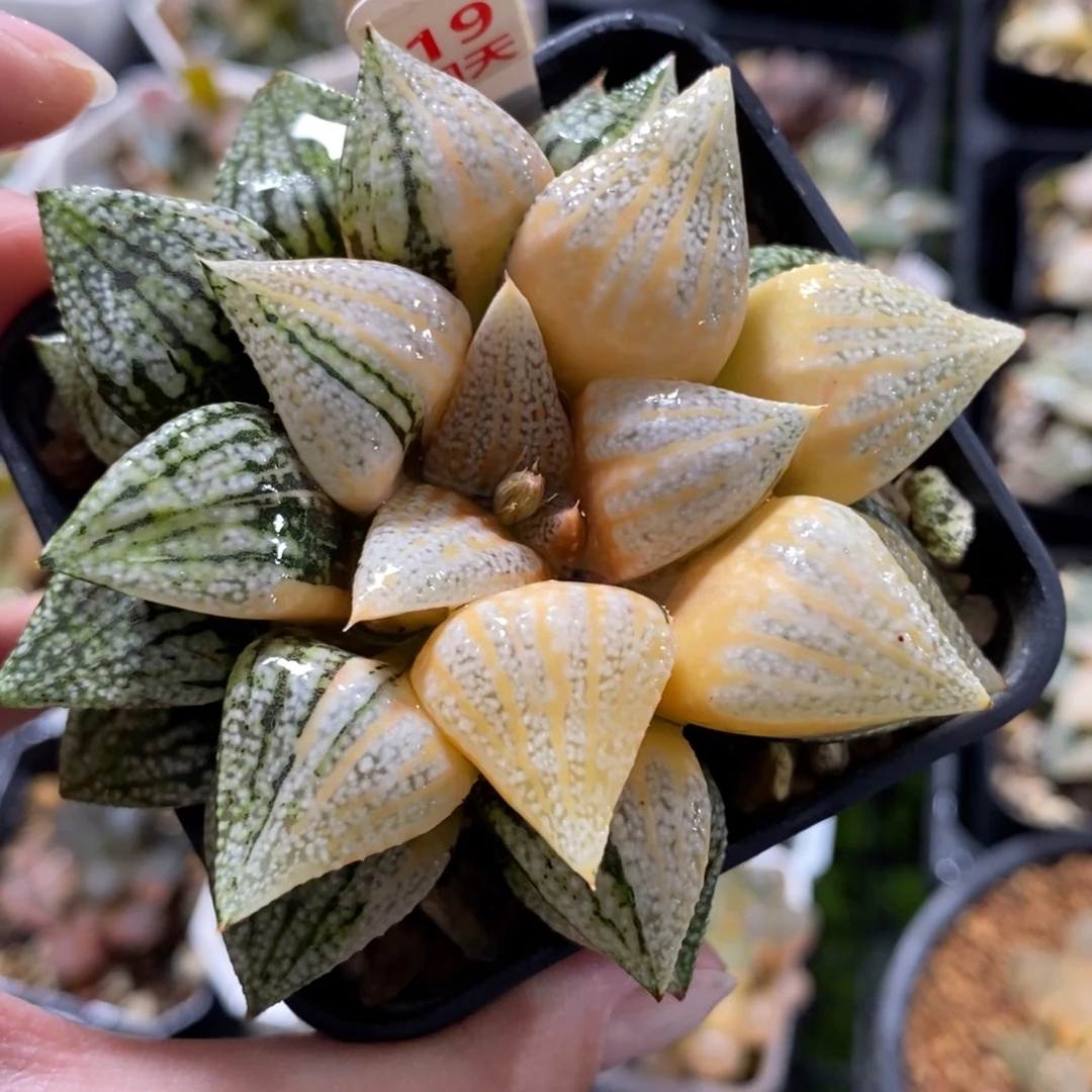 19实生尖叶白银寿锦