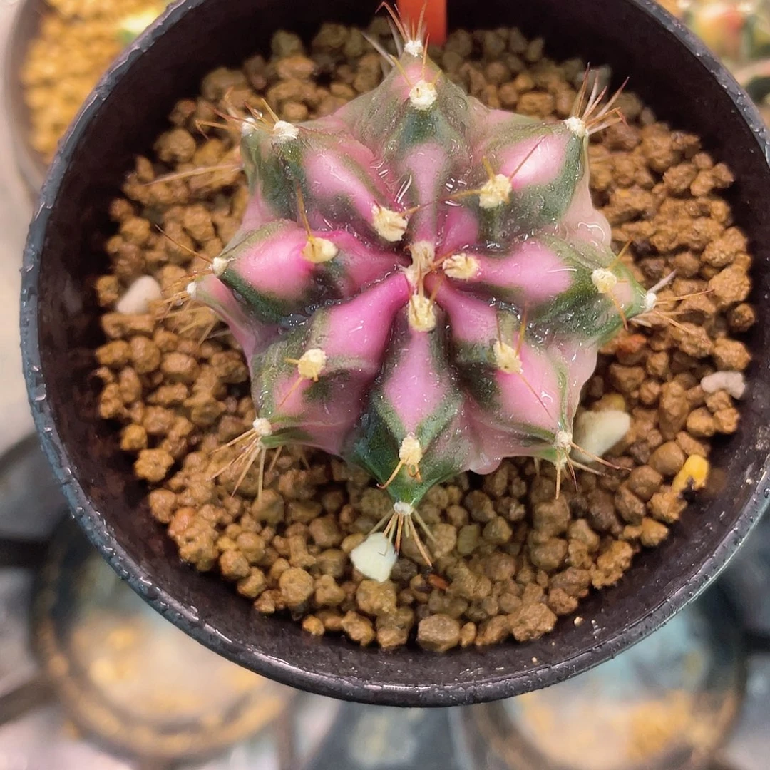 1-58粉钻自根4.4厘米