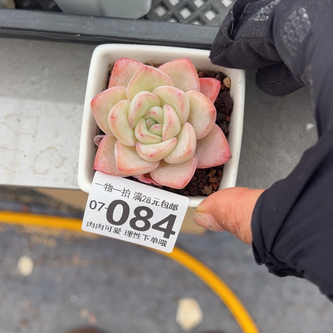 泡芙多肉多肉多肉多肉