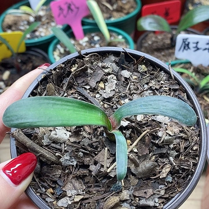 完全开放君子兰君子兰君子兰