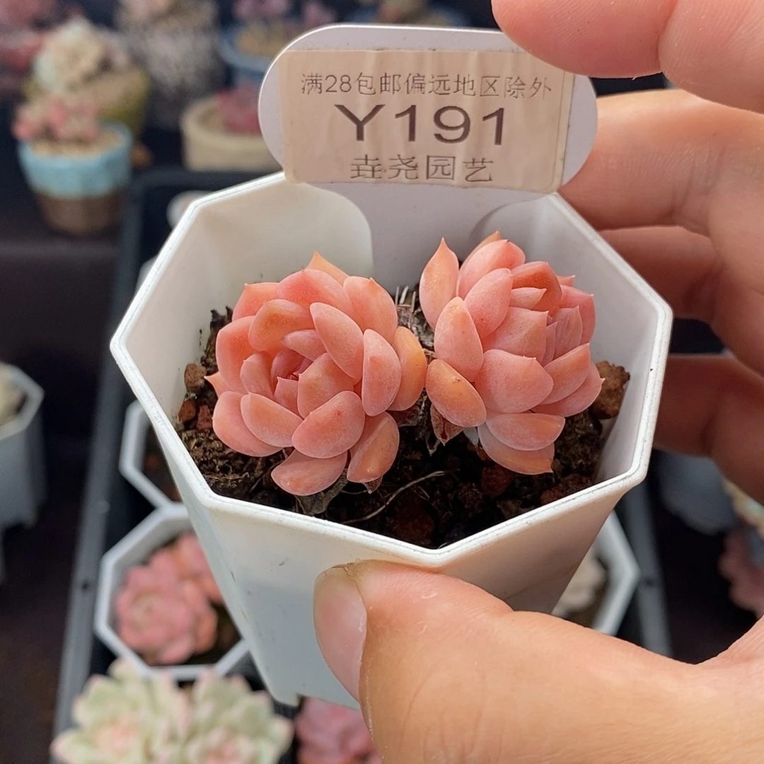 0191 粉魄双头 5cm