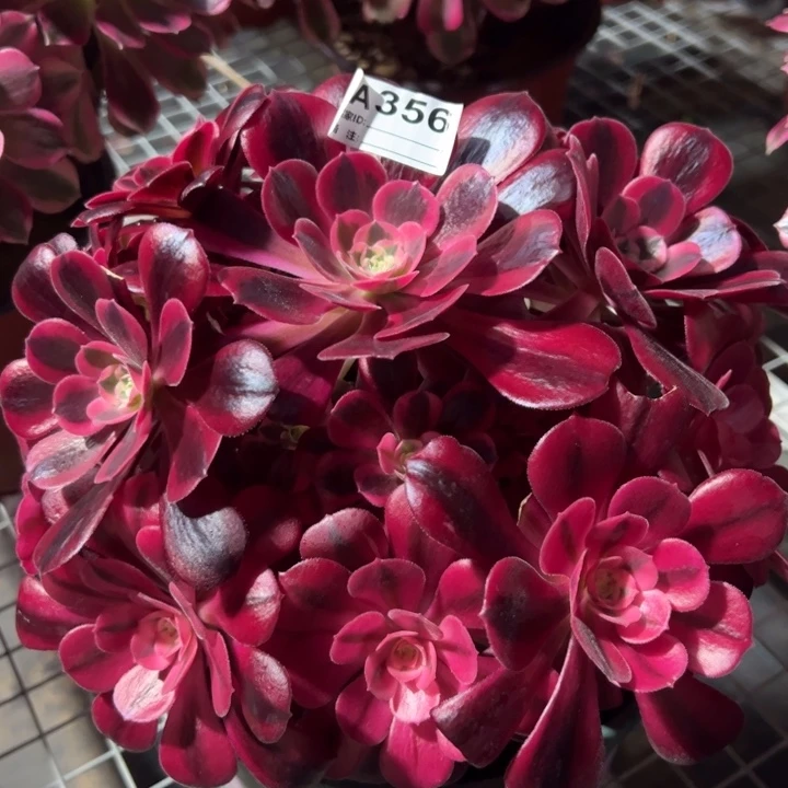 356美杜莎20厘米左右