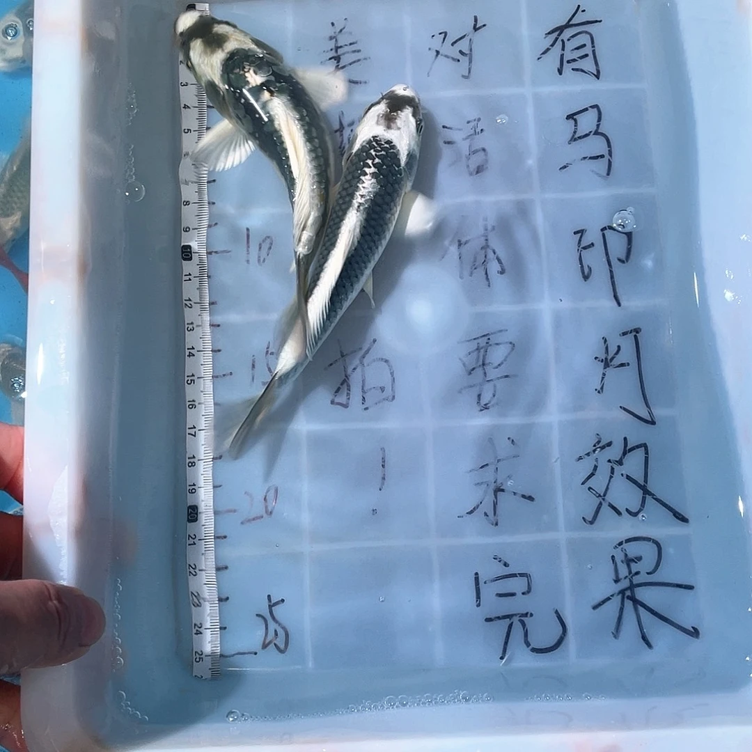 蝴蝶鲤渔场直发15