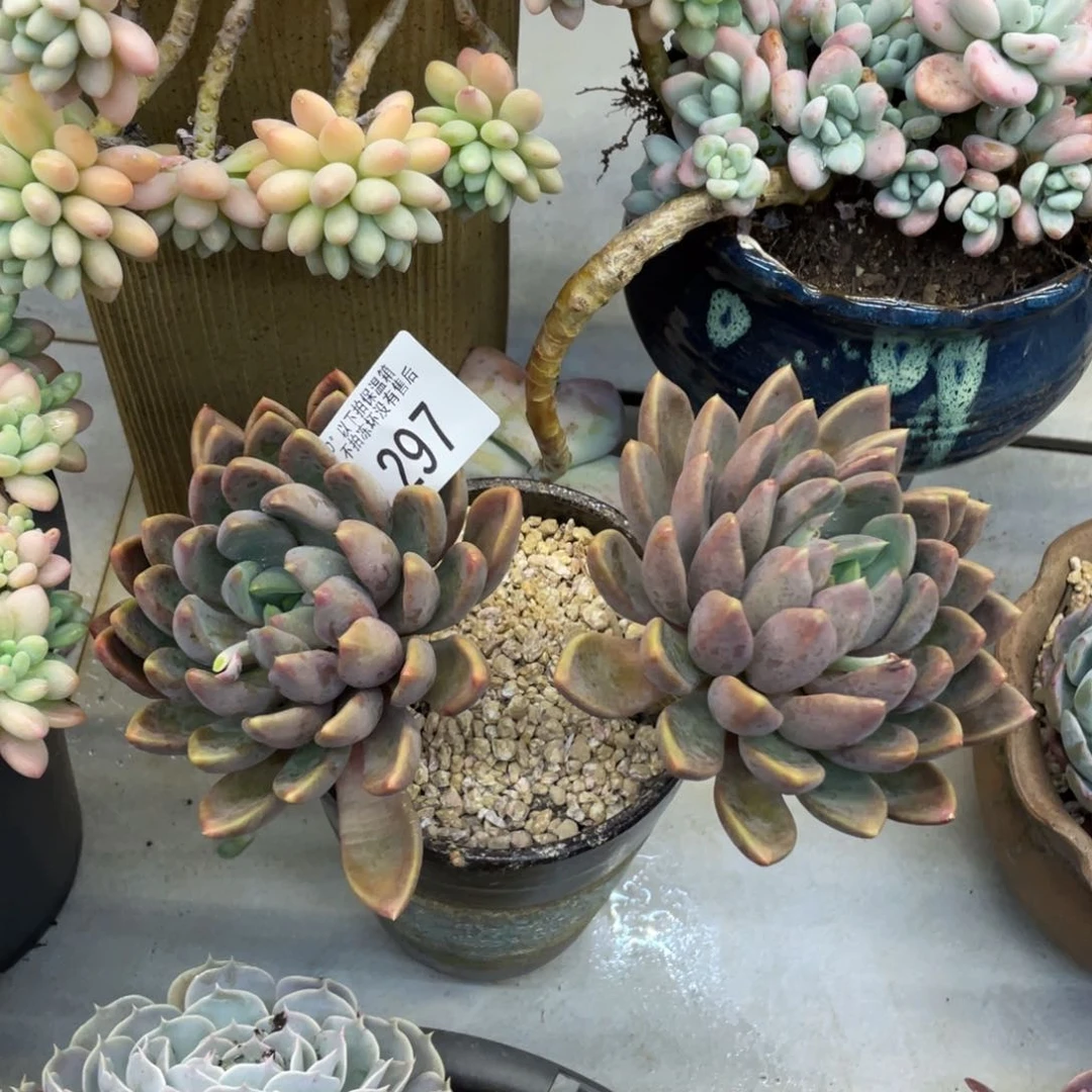 沉**切黑大帅多肉297象牙