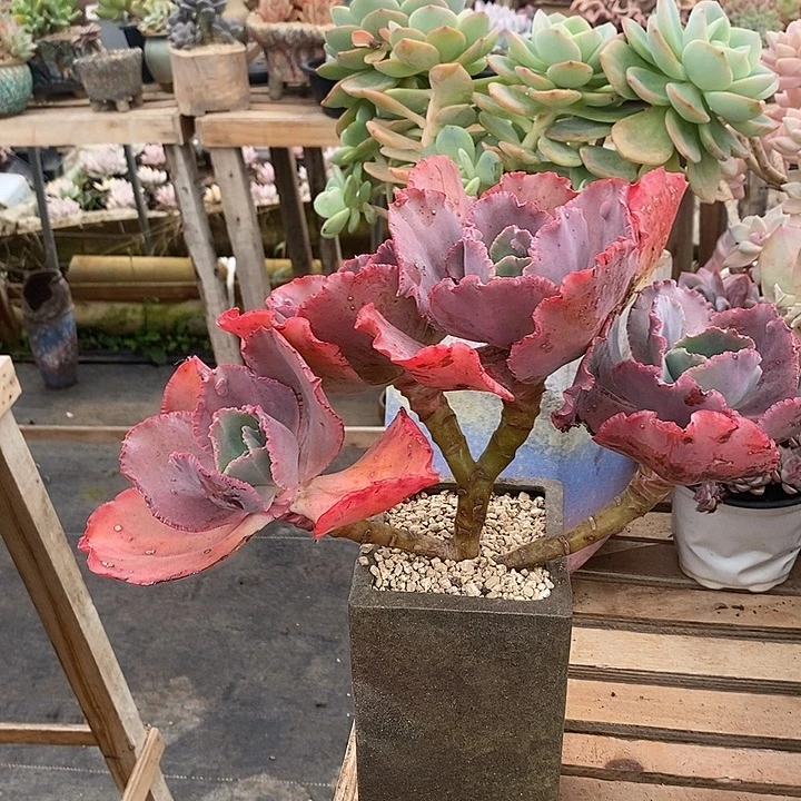 多肉植物肉肉植物