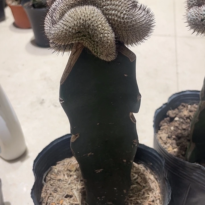 直刺佩雷醉化仙人球一颗