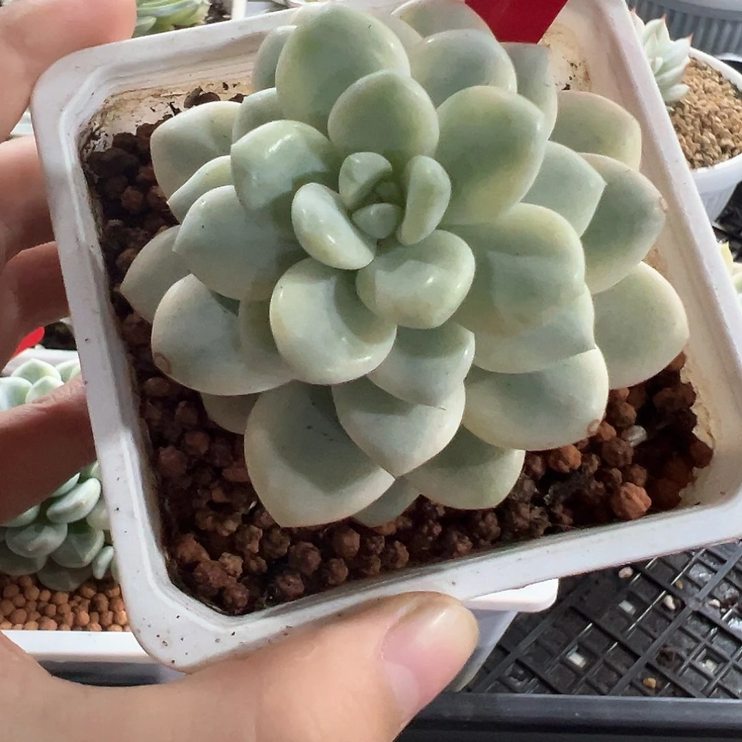 48号白马香水锦多肉植物