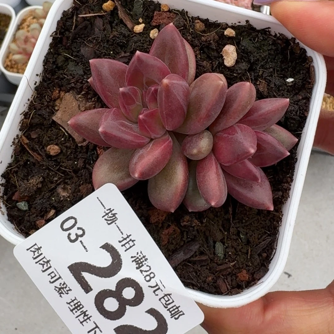 迷雾泡泡无盆土发货呀