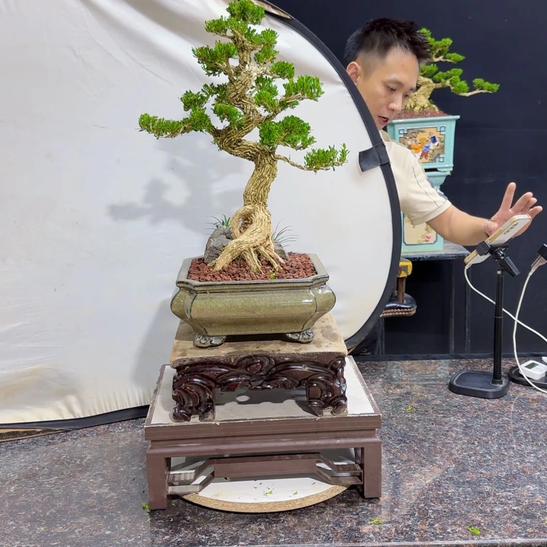 当前无花朵，栽培后可花朵高端黄杨盆景