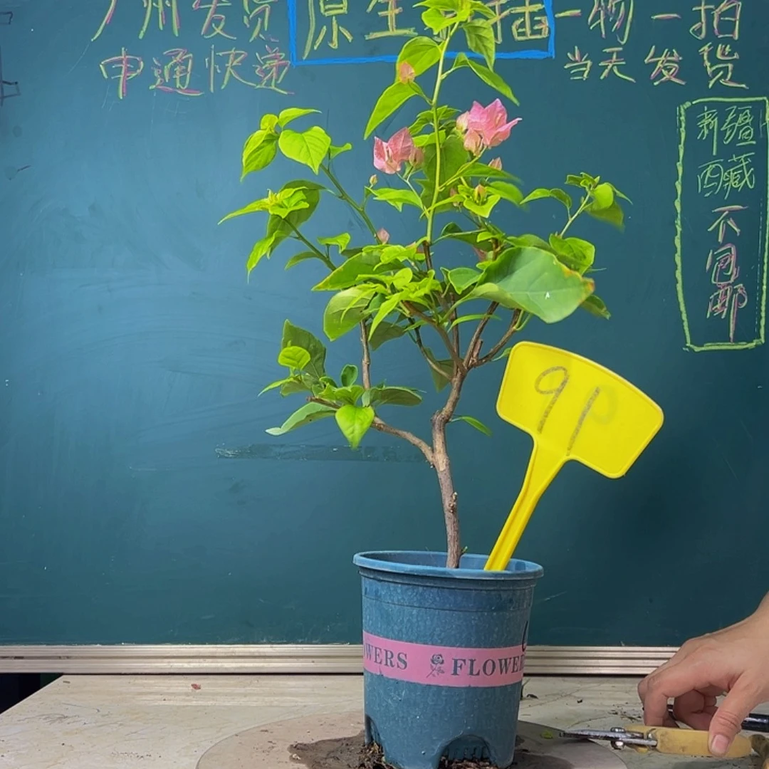 当前无花栽培后可以开花福利 橙粉公主  91