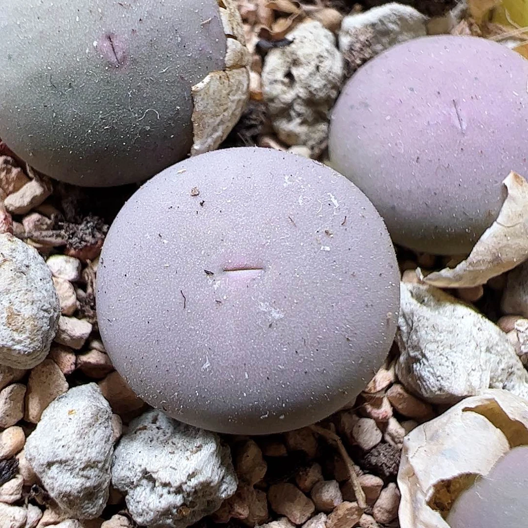 无花朵433拿铁多肉植物馆