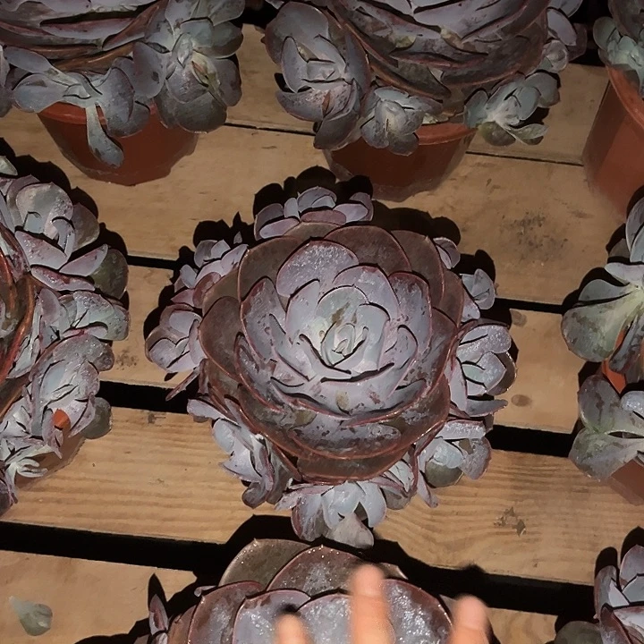 尘埃玫瑰13.88多肉植物