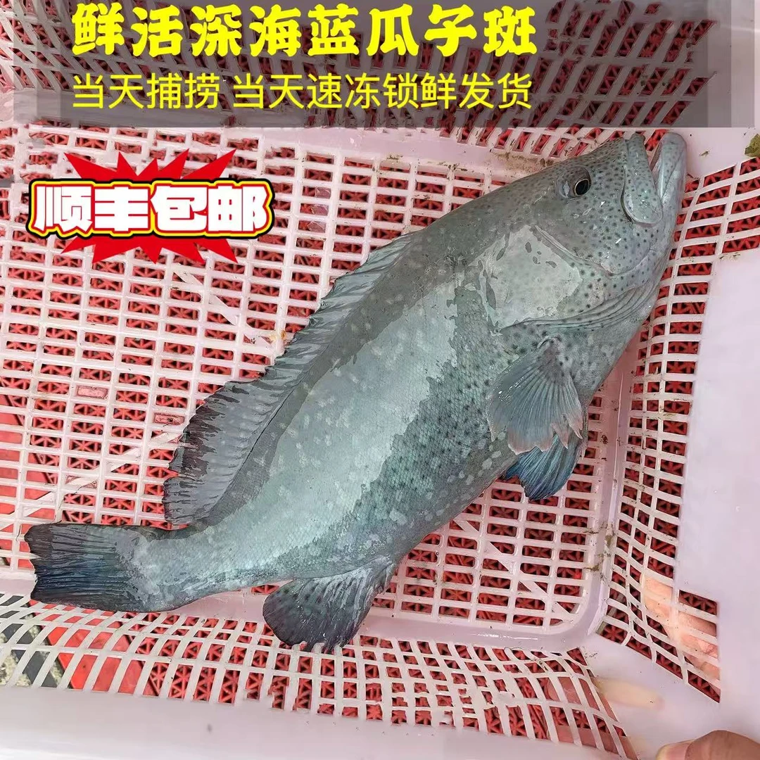 1.1斤-1.3斤/条 深海野钓蓝瓜子石斑鱼鲜活速冻锁鲜 顺丰冷链发货