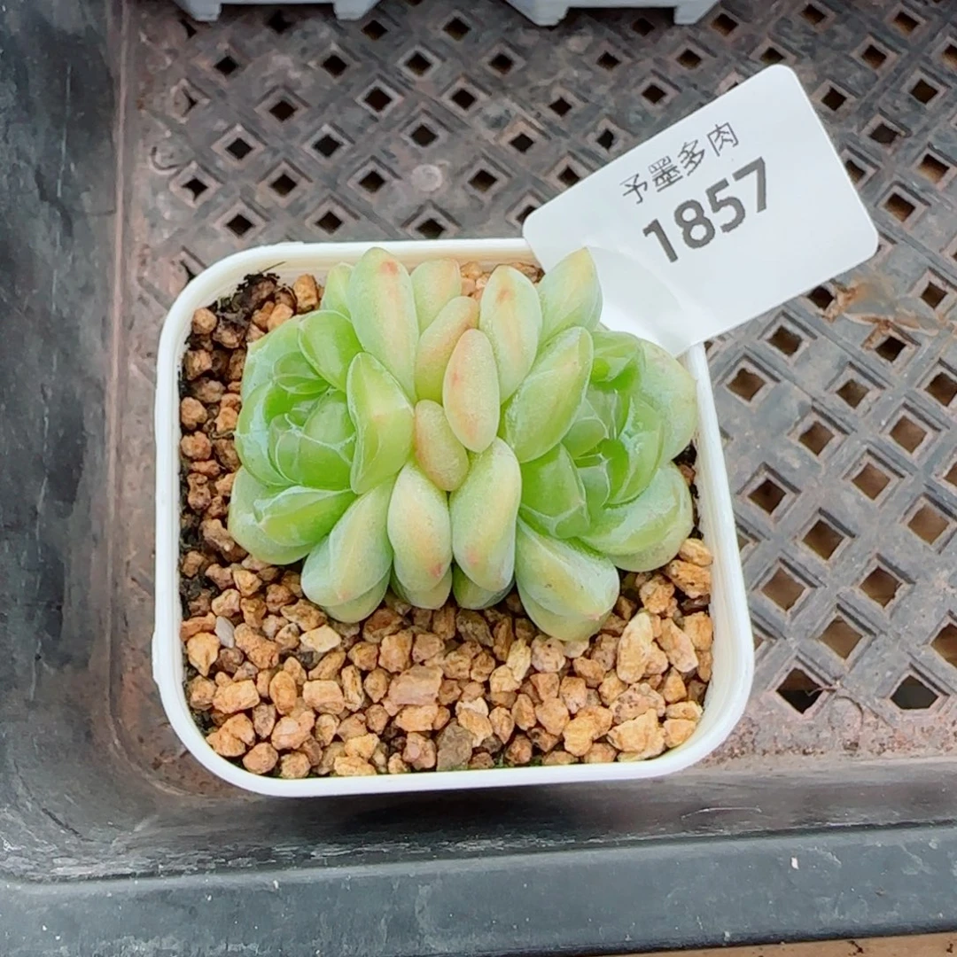 冰淇淋，1857多肉植物