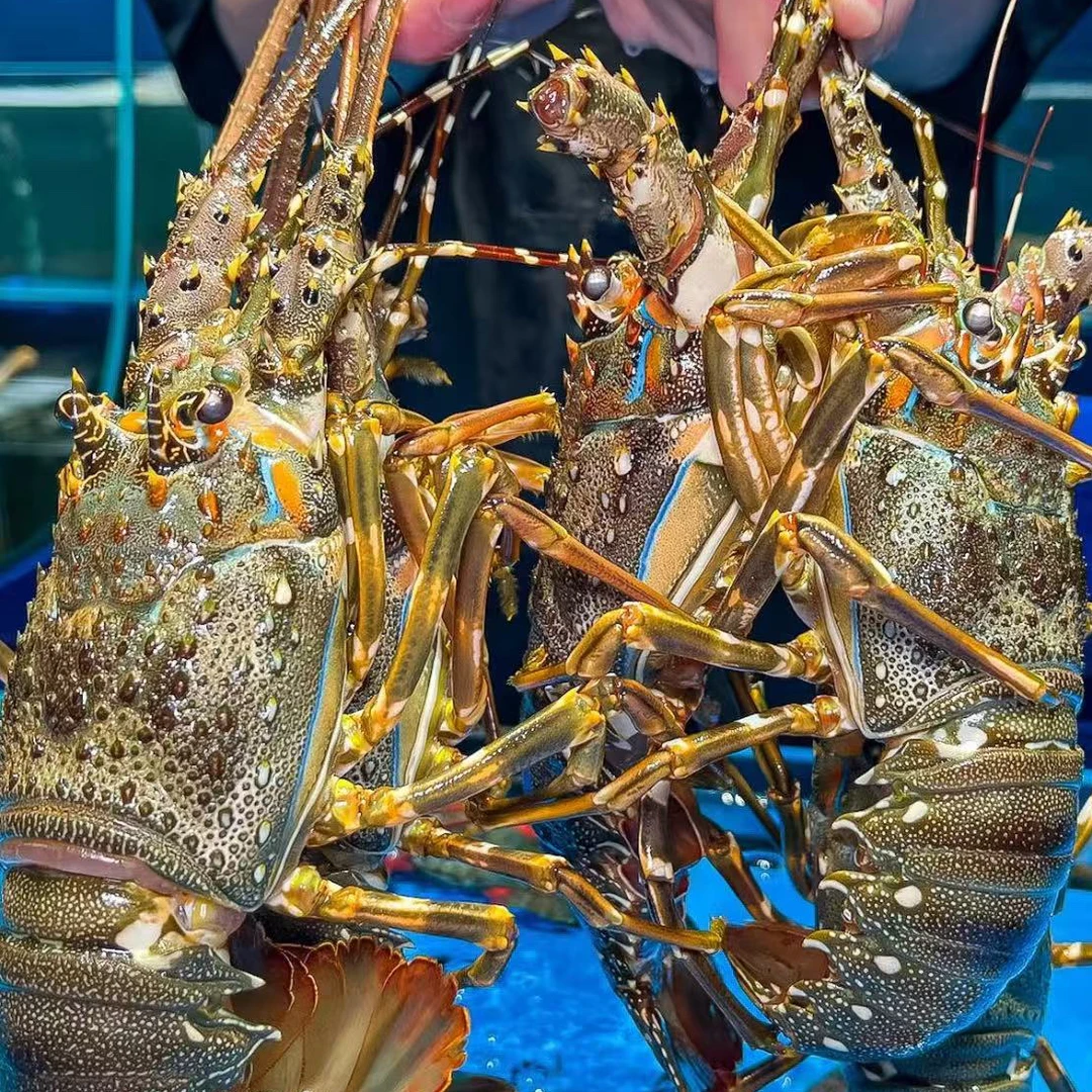 鲜冻发货小青龙1两～1斤/只，顺丰包邮