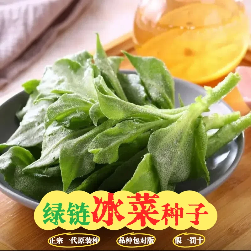 【冰菜种子】蔬菜四季种植长寿菜营养高易种高产耐寒阳台盆栽