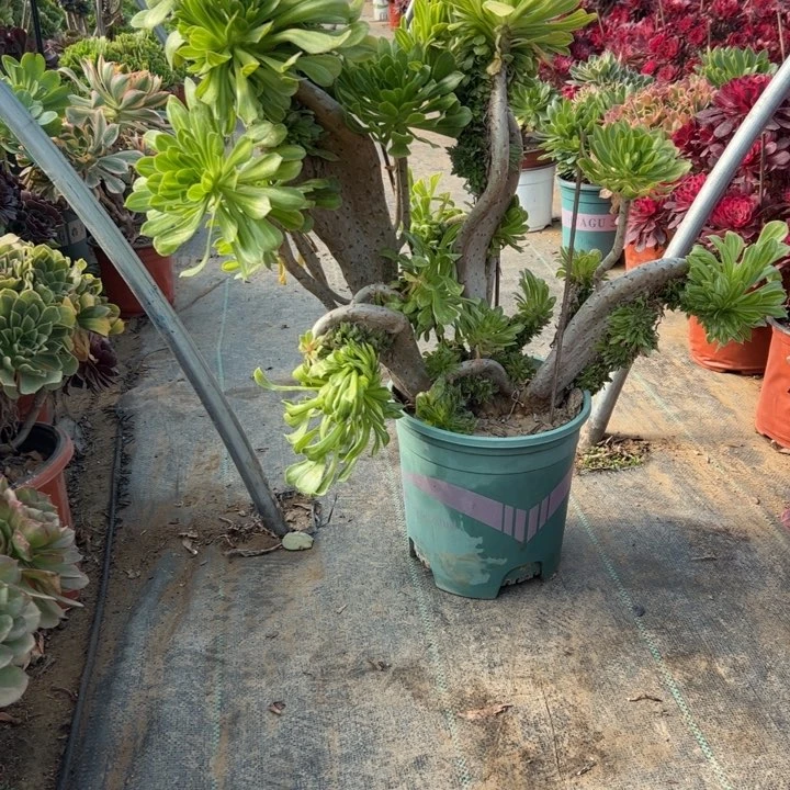 64碧螺春缀多肉多肉