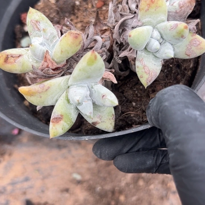 福利白姆～可可爱爱0997