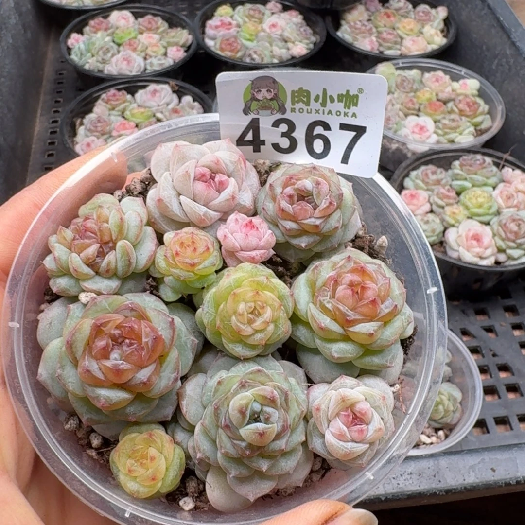 多肉植物多肉植物