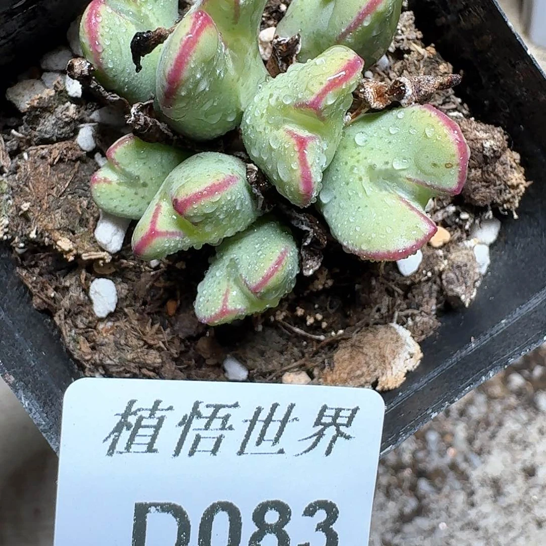 083号多肉植物哇哇v