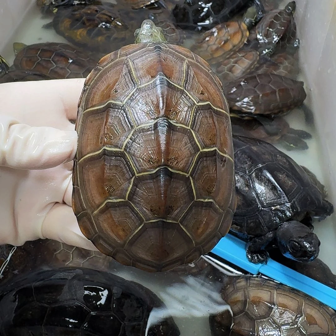 公母搭配宠物龟博*