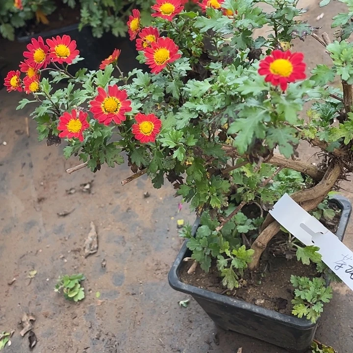 茶***语38菊花菊花菊花家