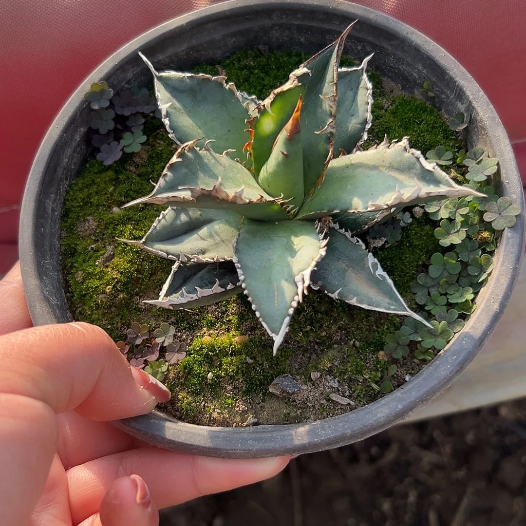 多肉植物海王龙舌兰