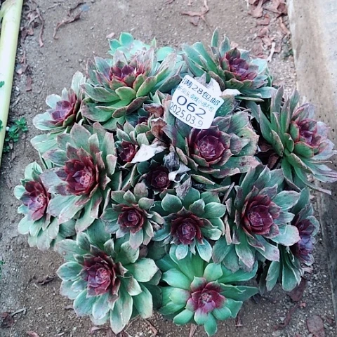 3.9-62红丝绒多肉植物