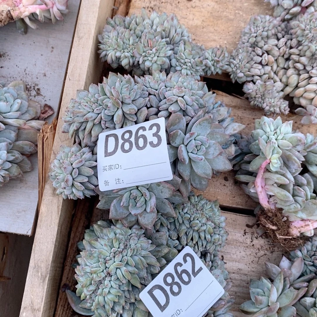 太***阳863 突尼斯石榴籽缀