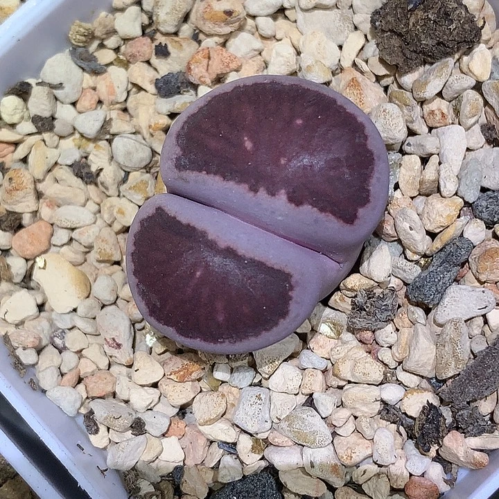 精品多肉植物岛田丝绒紫菊