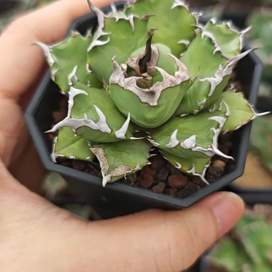 姬仁王冠龙舌兰包邮非偏远