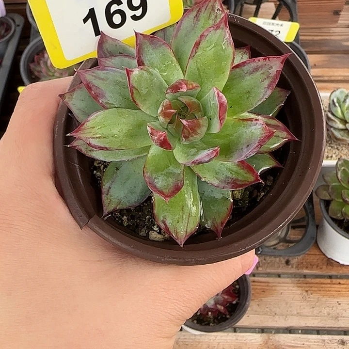 吃***子169 惊鸿仙子多肉植物