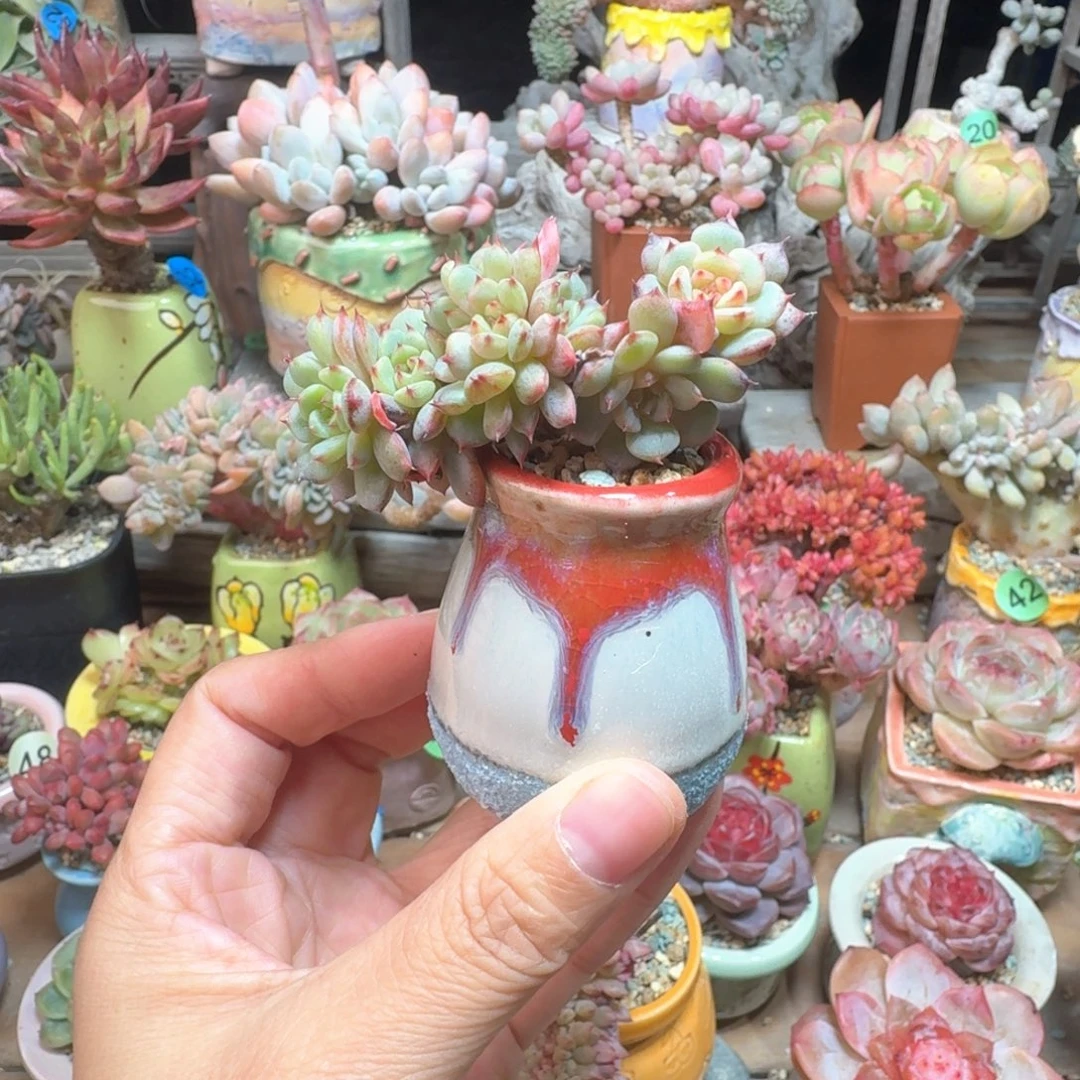 白胖子缀多肉 含盆土 一物一拍