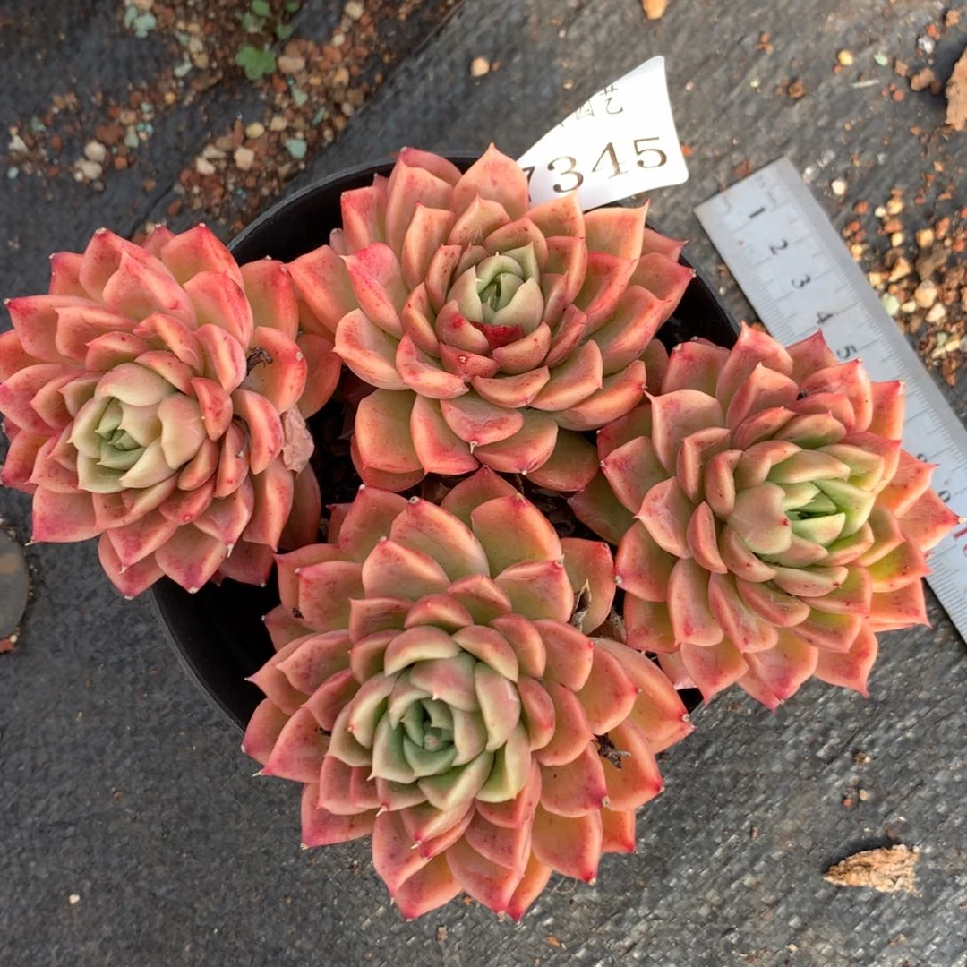 7345杂交多肉老桩