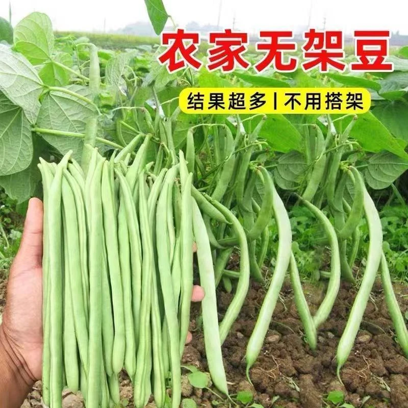 免搭架草熟无架矮生地豆种子四季豆籽阳台小院盆栽种植蔬菜种子