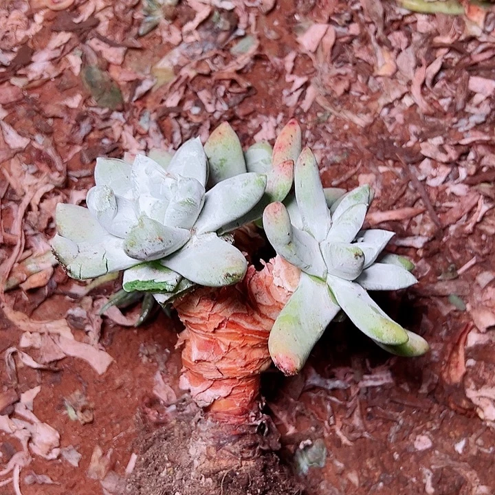 素***心8241拇指仙女杯多肉