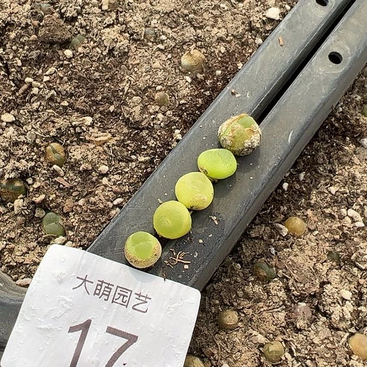 000017量拍日系红皮拉登1颗尺寸0.8上下