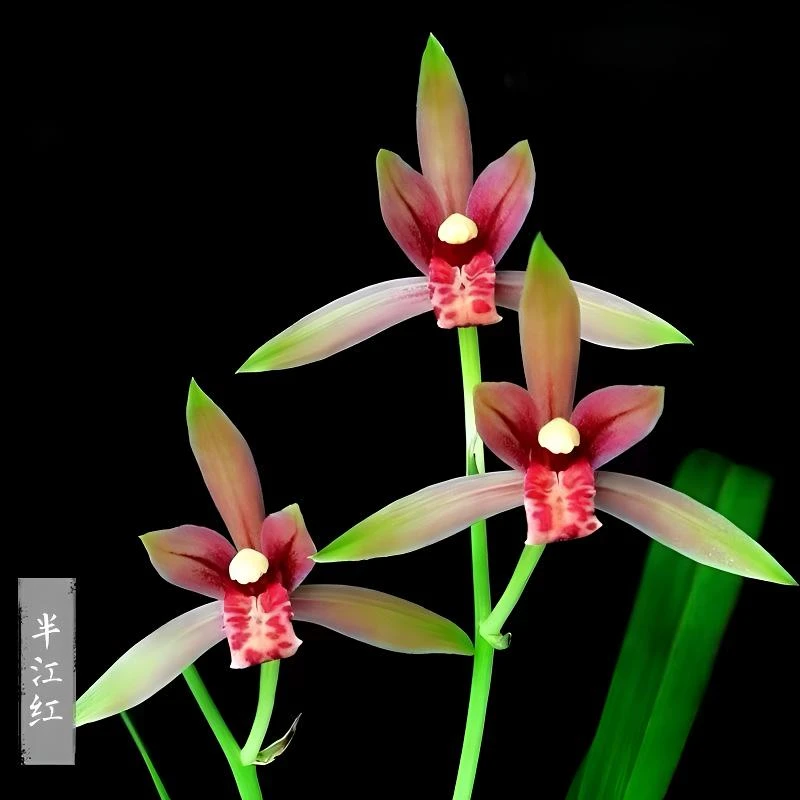 建兰 半江红 浓香型经典转色花室内花卉绿植盆栽 自然棚养殖兰花