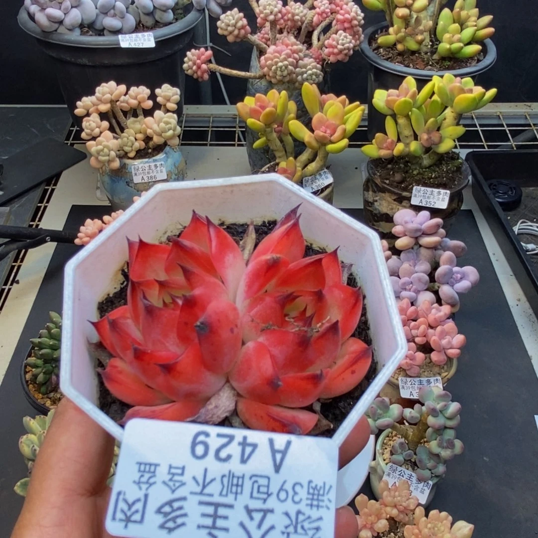 429篝火多肉肉6c m