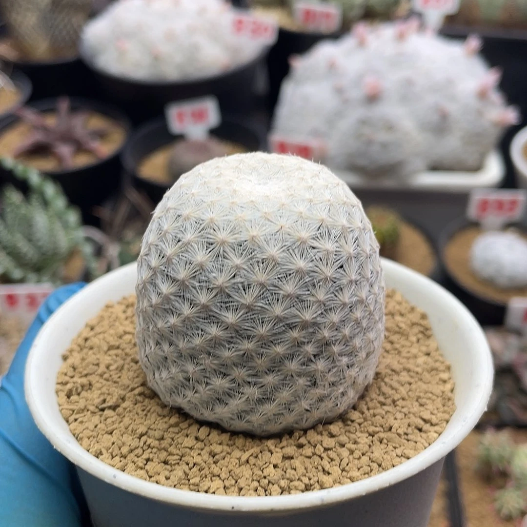 大玉白鸟仙人球带盆土