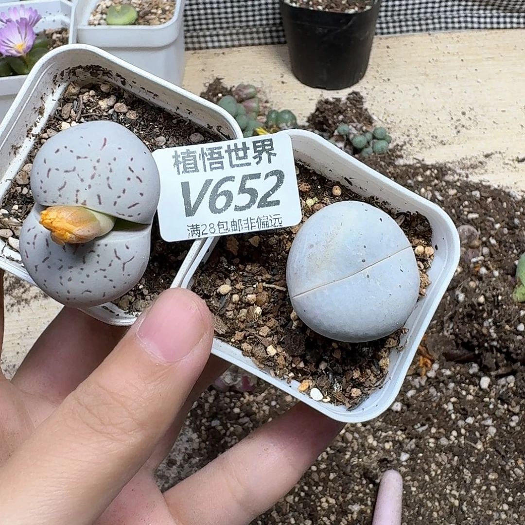 的植物的人Dvfb n