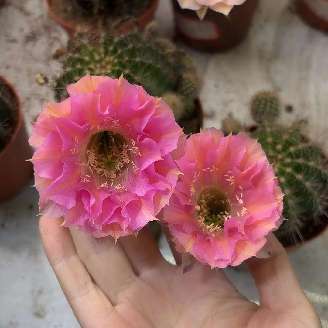 彩草6-7号公分炸裂26号