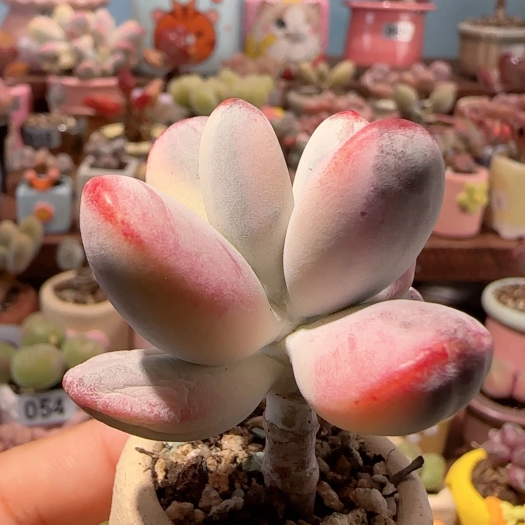 T乒乓福娘锦盆口2.5cm