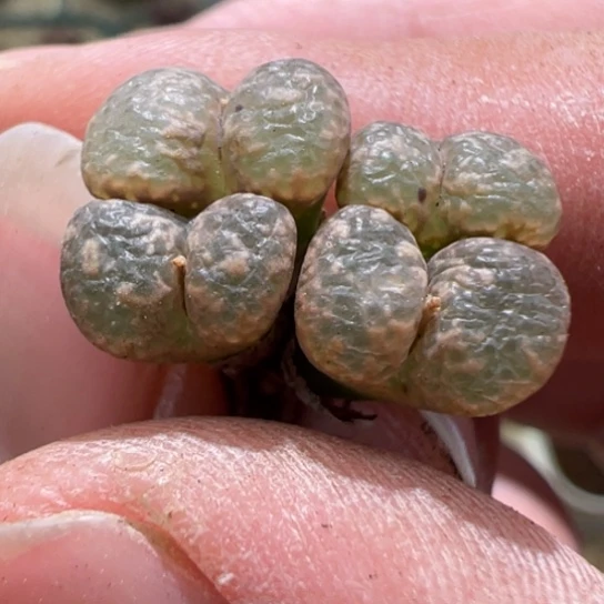 四头泡泡勋章878。