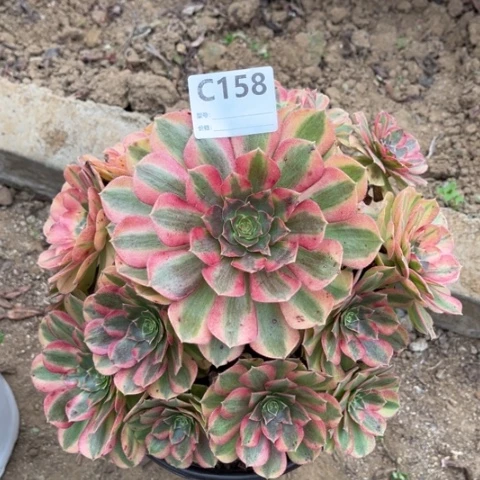 多肉植物雨荷捧花