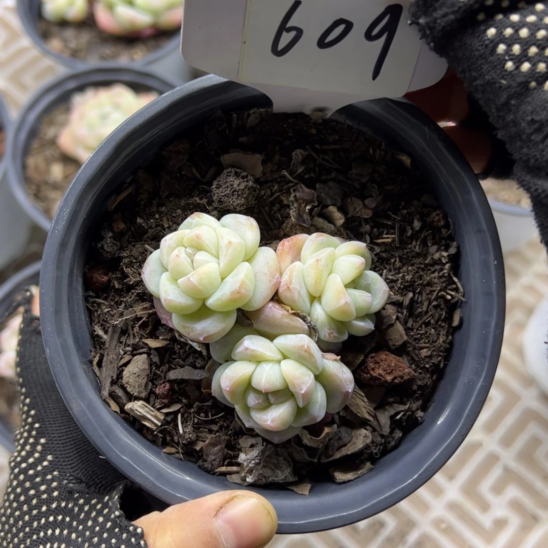 红陶609号多肉植物