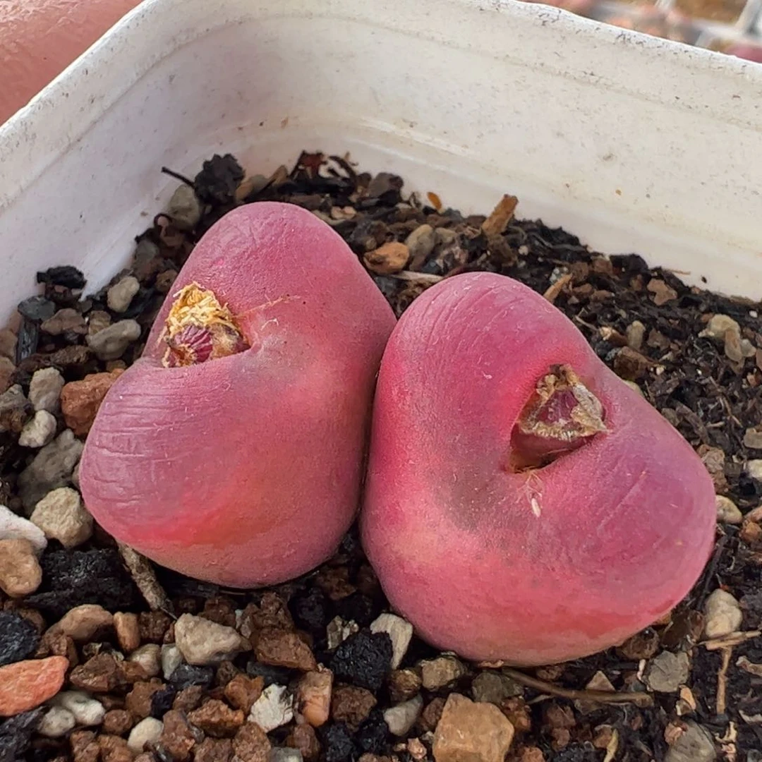 512多肉植物百科