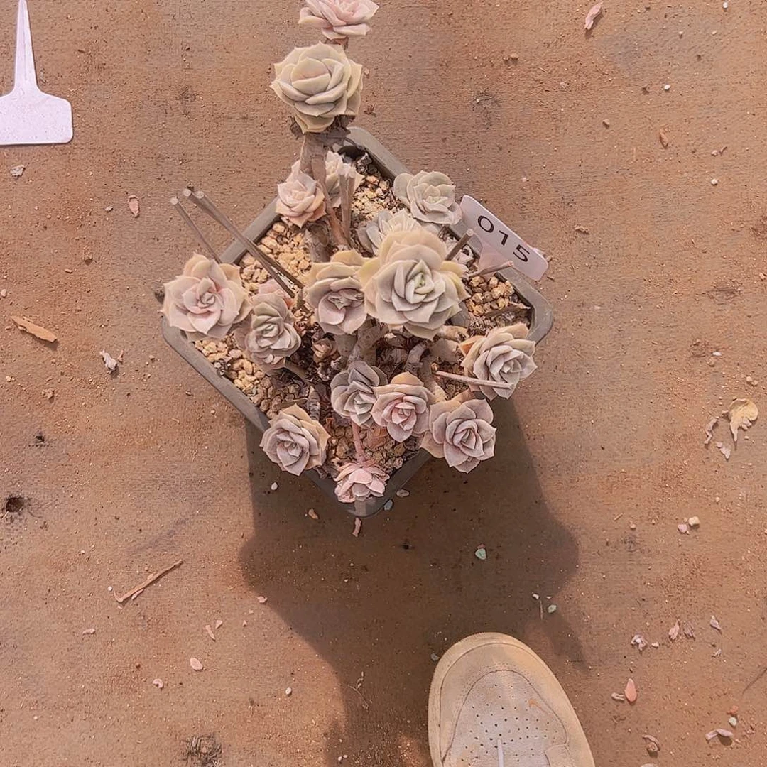 我****^015可爱玫瑰20不售后