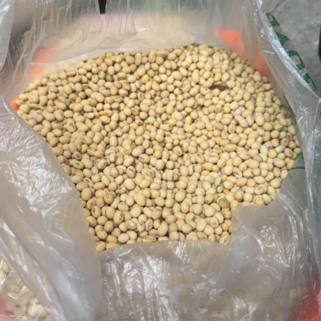 湖南黄豆农家现收高品质黄豆